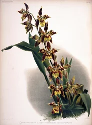 Odontoglossum luteopurpureum